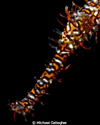 Ornate ghost pipefish portrait, taken whilst muck diving ... by Michael Gallagher 